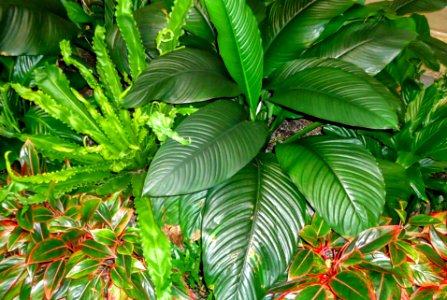 Indoor plants in the garden in the Frick Museum in Manhattan