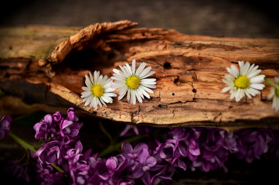 Structure flowers daisy