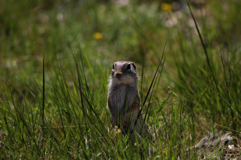 Wildlife rodent nature