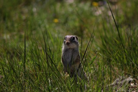 Wildlife rodent nature