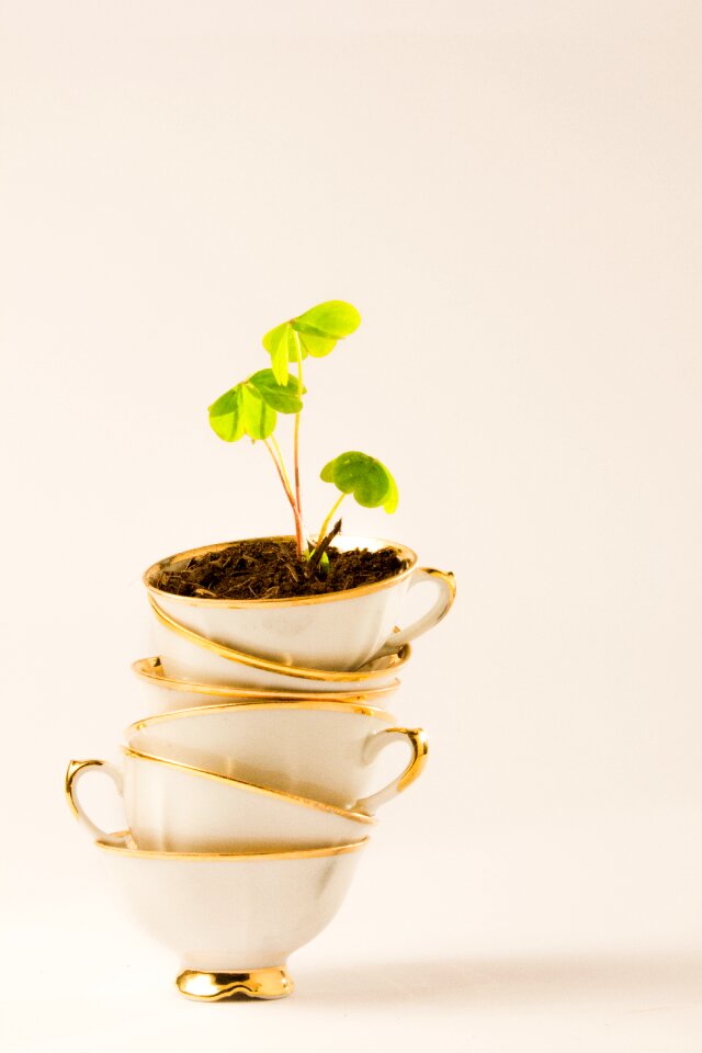 Cup plant four-leaf clover