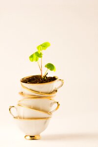 Cup plant four-leaf clover photo