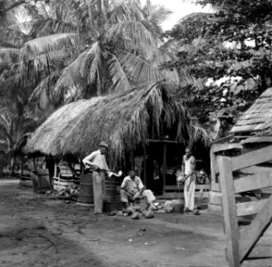 In de palmentuin in Coronie kappen arbeiders de kokosnoten open en wordt de koko, Bestanddeelnr 252-5671