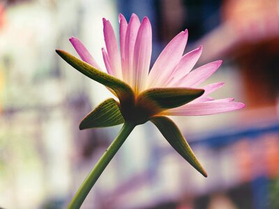 Natural blooming plant