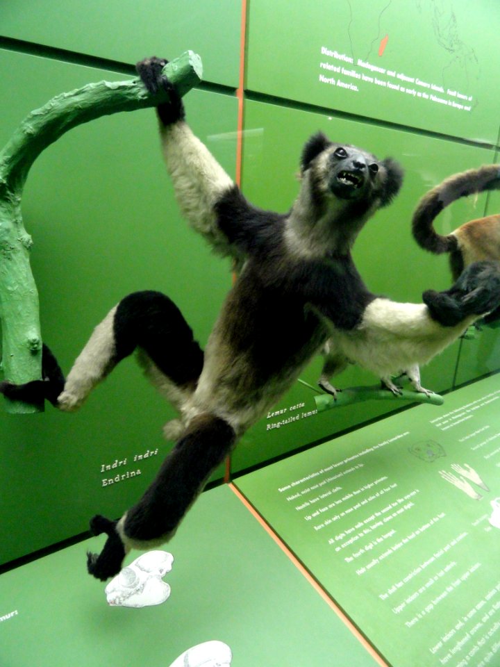Indri indri - AMNH - DSC06346