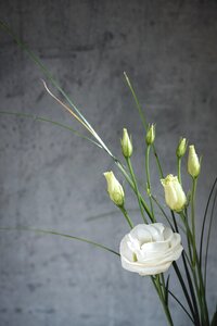 Bloom white white flower