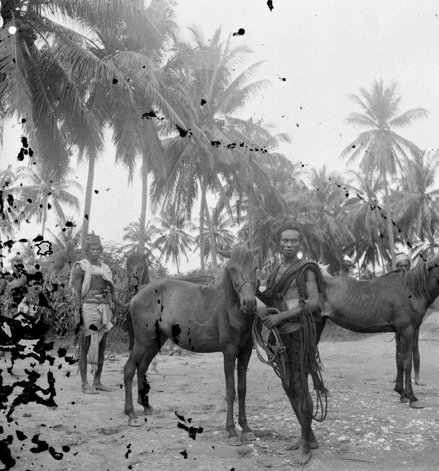 Indonesische ruiters met paarden. Soembawa, Bestanddeelnr 15914