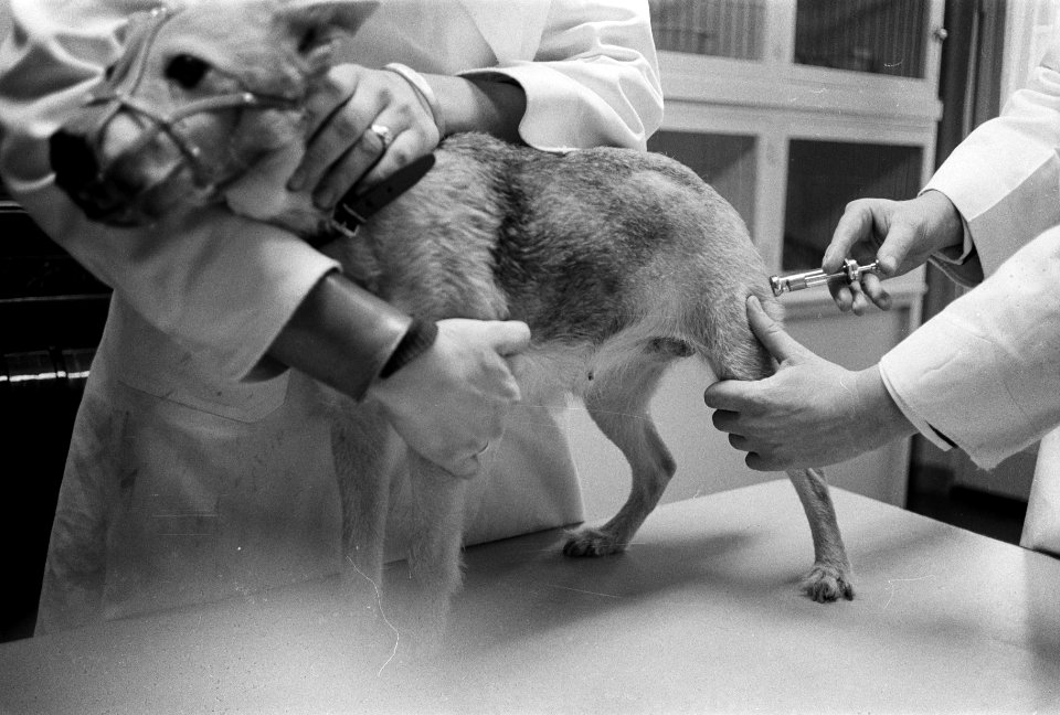 Inenting honden tegen hondsdolheid, Bestanddeelnr 914-5379