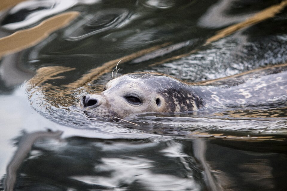 Meeresbewohner animal water