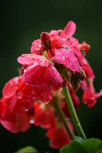 Beauty rain nature photo