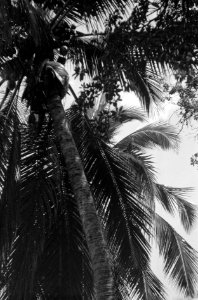 Indonesier is in een klapperboom geklommen om kokosnoten te oogsten, Bestanddeelnr 5538