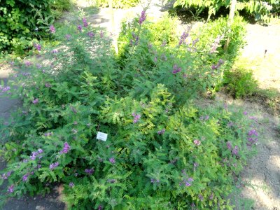 Indigofera tinctoria - Botanischer Garten, Frankfurt am Main - DSC03210