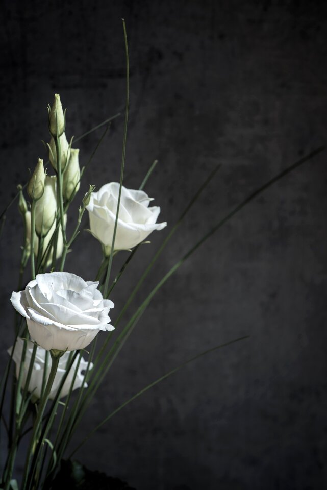 Bloom white white flower