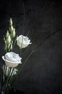 Bloom white white flower