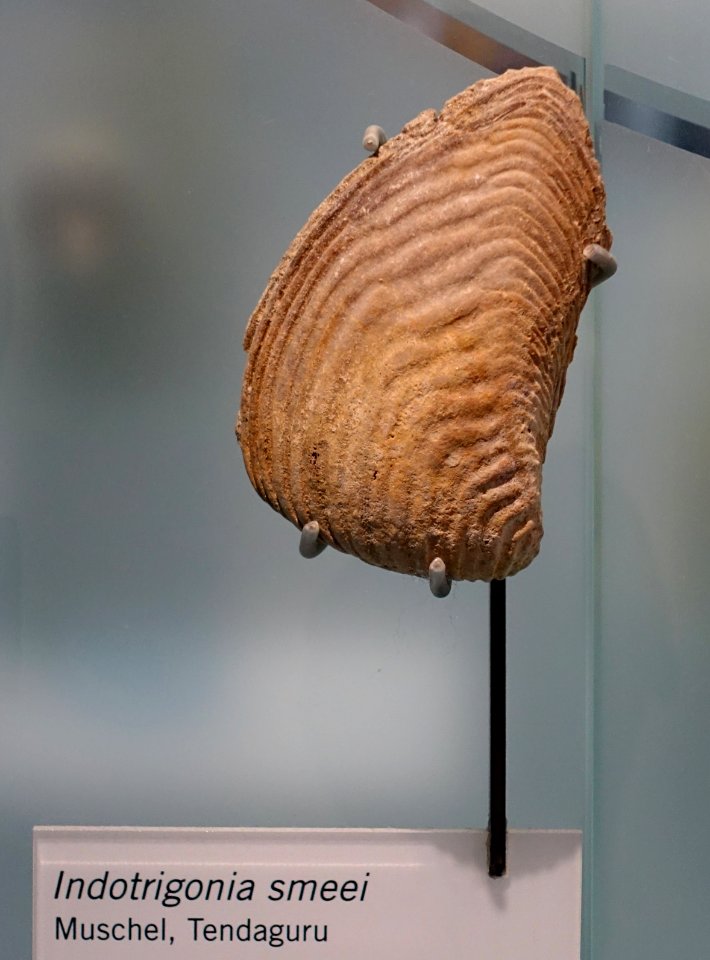 Indotrigonia smeei - Museum fur Naturkunde, Berlin - DSC09949