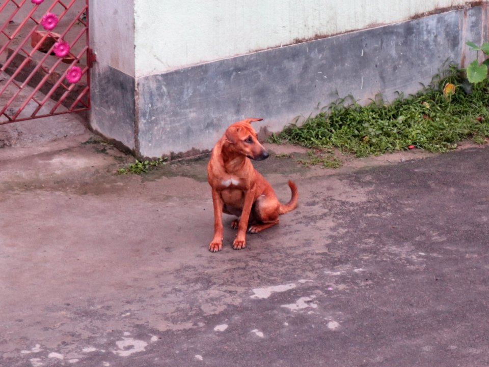 Indian street dog - female