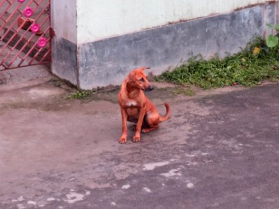 Indian street dog - female photo