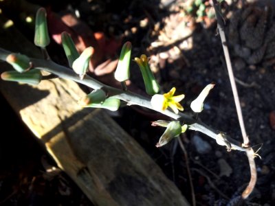 Inflorescence of Haworthia maxima - 3