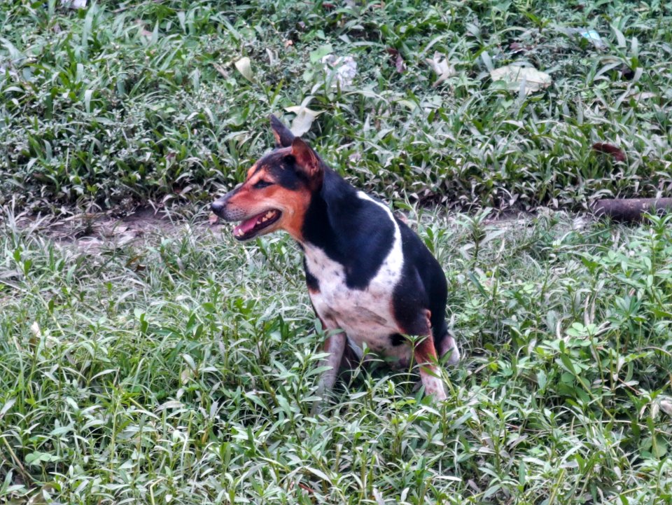 Indian Street Dog 2