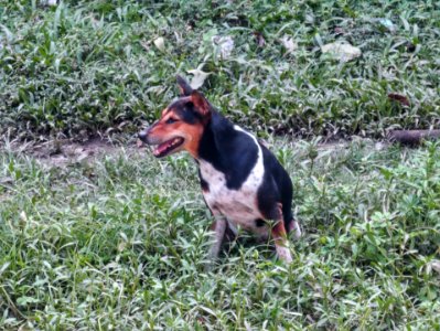 Indian Street Dog 2