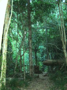 Indigenous afrotemperate forest at Newlands Cape Town 8 photo