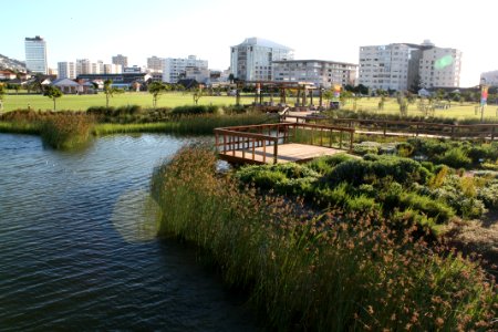Indigenous Wetland Garden - Cape Town BSG