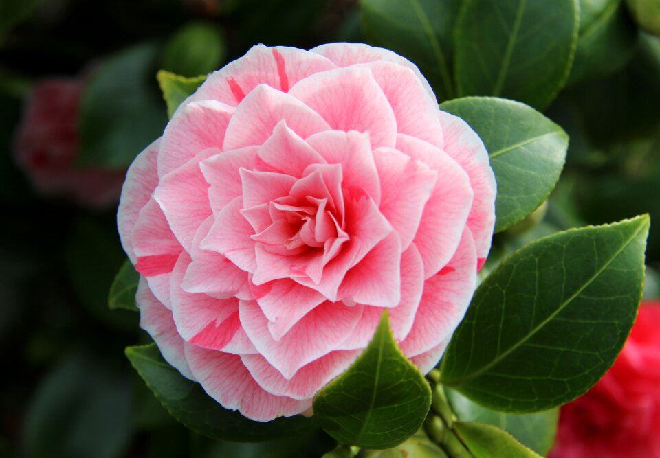 Pink spring full bloom