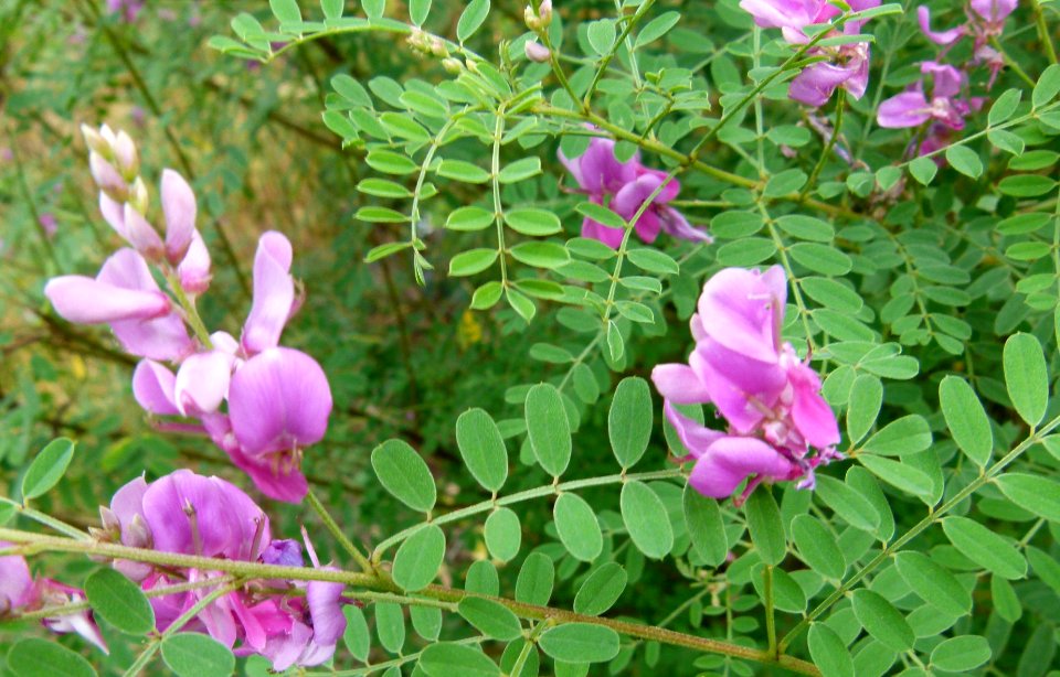 Indigofera 2