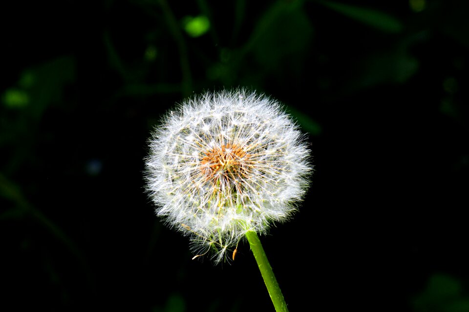 Seed contrast lights