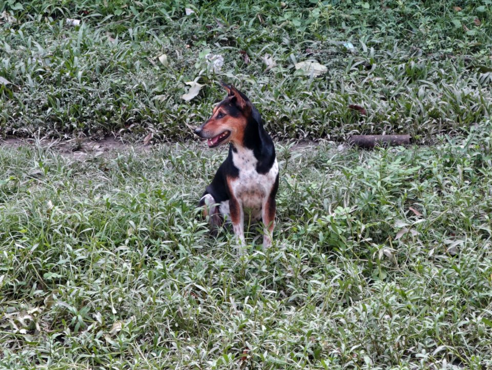 Indian Street Dog 3