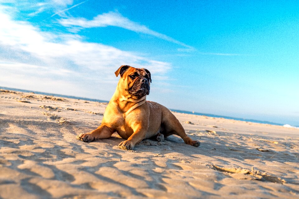 Continentel bulldog lake sea
