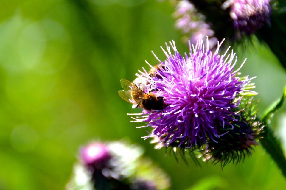 Summer close up insect photo