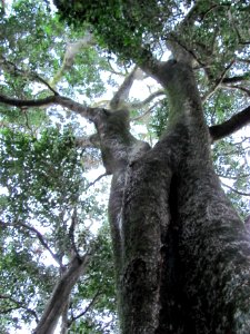 Indigenous Ironwood Tree - Olea macrocarpa - Newlands Forest - Cape Town 2 photo