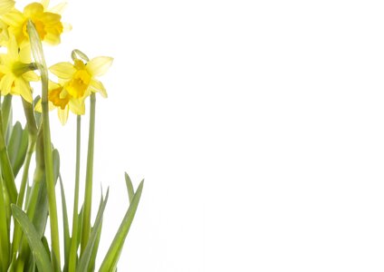 Spring narcissus pseudonarcissus daffodil