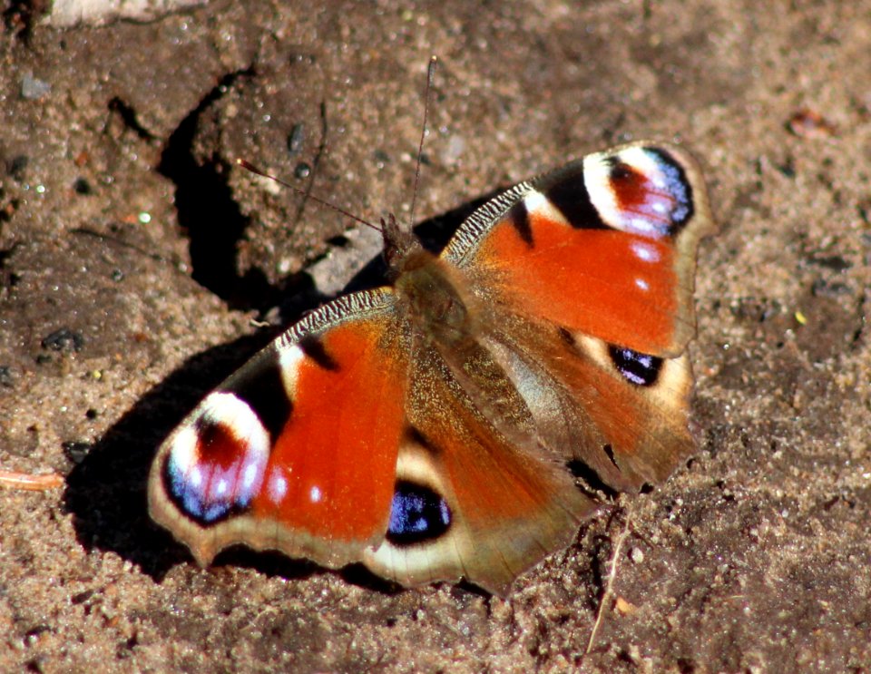 Inachis io Haukipudas 20120519 02