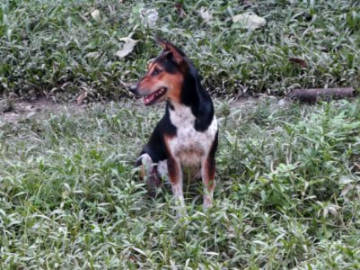 Indian Street Dog
