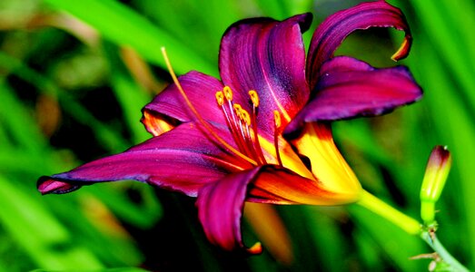 Nature floral color