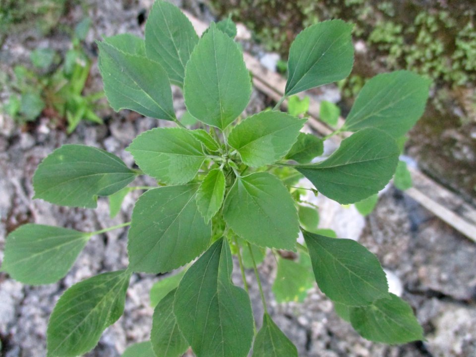Indian acalypha (Acalypha indica) habit 2