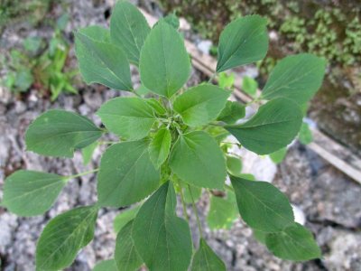 Indian acalypha (Acalypha indica) habit 2