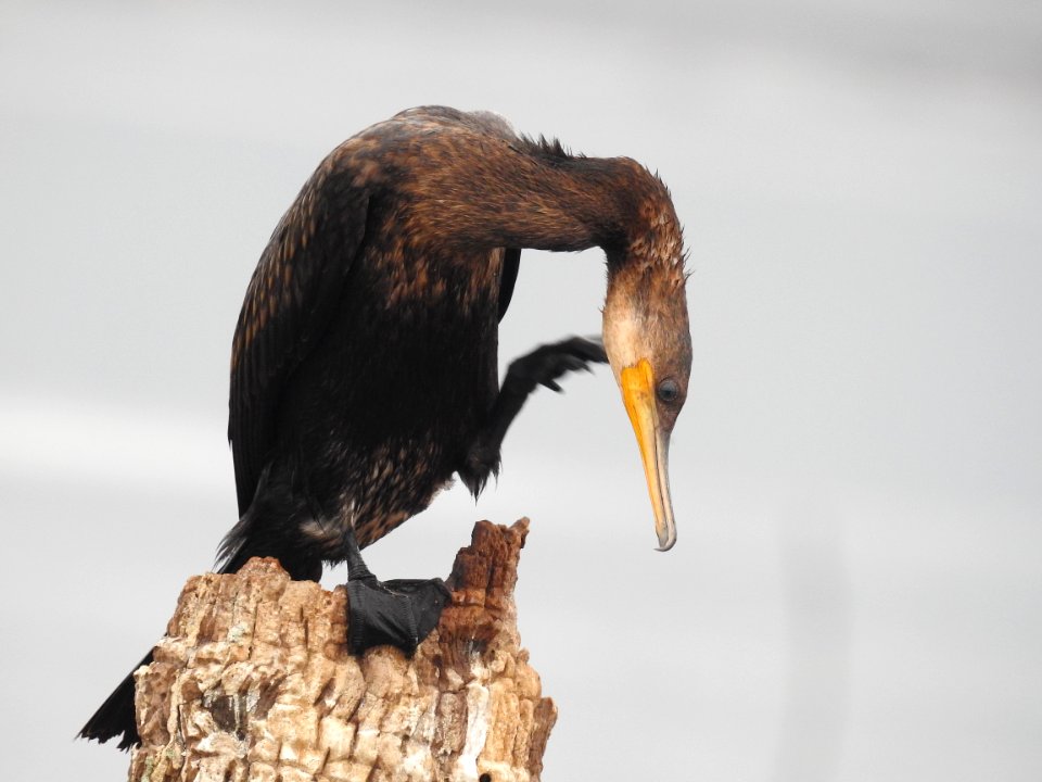 Indian cormorant 3 (Phalacrocorax fuscicollis) കിന്നരി നീർക്കാക്ക 