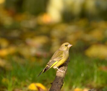 Yellow green branch sitting photo