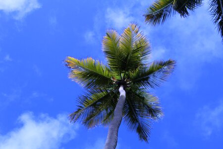 Coconut tree beach brazil