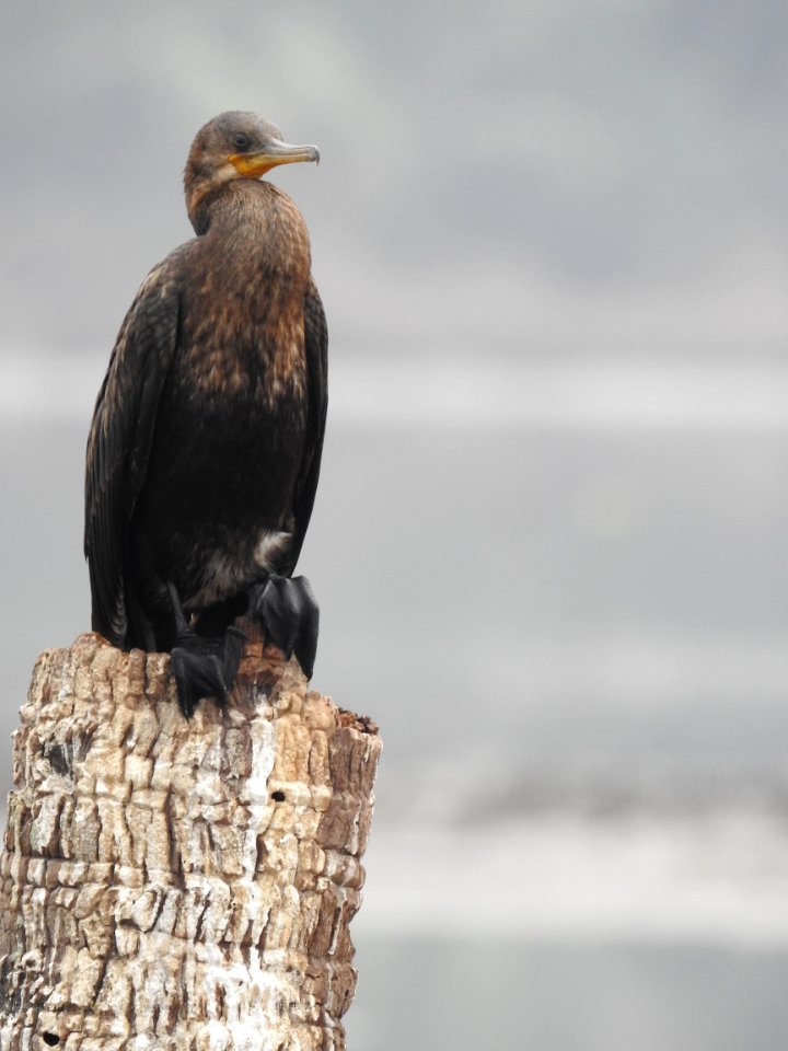 Indian cormorant (Phalacrocorax fuscicollis) കിന്നരി നീർക്കാക്ക 