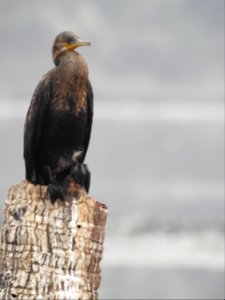 Indian cormorant (Phalacrocorax fuscicollis) കിന്നരി നീർക്കാക്ക 