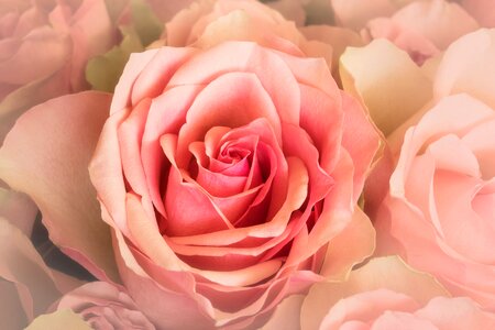 Roses rosaceae close up photo