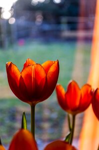 Flower spring blossom