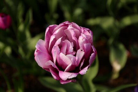 Tulips plant planting