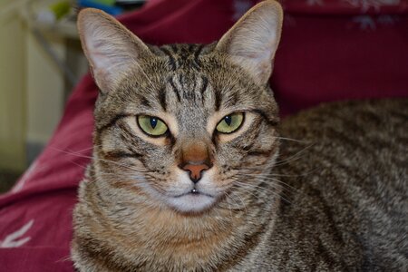 Feline yellow eyes muzzle photo