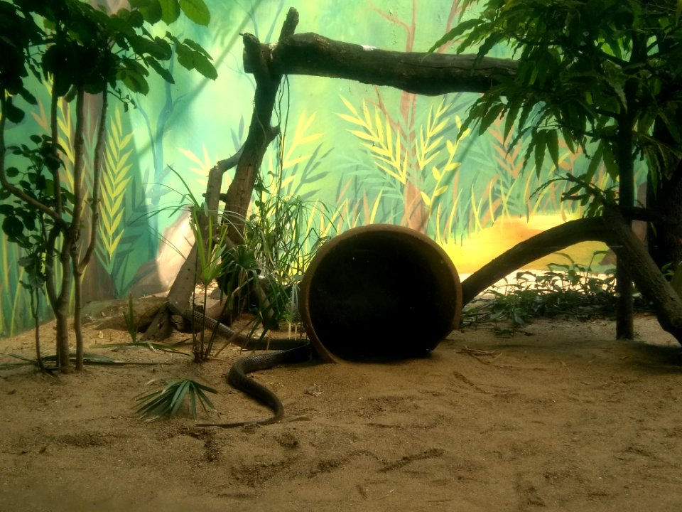 Indian Cobra 3