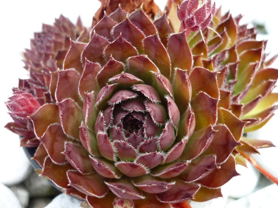 Ornamental plant stone garden thick sheet greenhouse